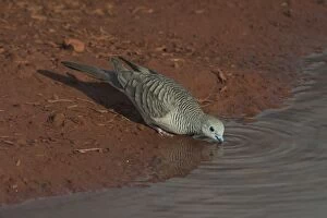 Images Dated 2nd March 2004: Peaceful Dove - drinking at a pool at dawn At Lajamanu an aboriginal community on the edge of