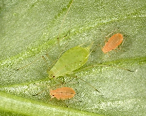 Peach-Potato Aphid / Common Greenfly - Mother with juveniles (pink variety Peach-Potato Aphid / Common Greenfly - Mother with juveniles (pink variety
