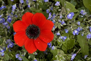 Peacock anemone amongst blue speedwell (Veronica glauca) Peacock anemone amongst blue speedwell (Veronica glauca)