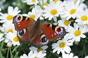 Still Life of Daisy