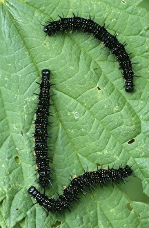 Peacock BUTTERFLY - Caterpillars on food plant, nettle Peacock BUTTERFLY - Caterpillars on food plant, nettle