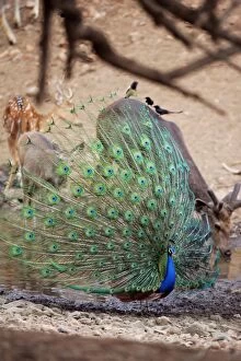 Images Dated 13th June 2007: Peacock - Displaying Ranthambhore National Park, Rajasthan, India