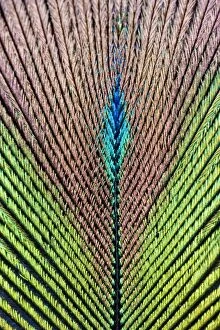 Images Dated 3rd September 2007: Peacock Feather detail of male