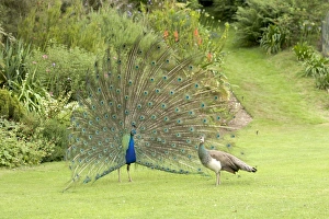 Peacock / Peafowl - Male displaying to female / Peahen Peacock / Peafowl - Male displaying to female / Peahen
