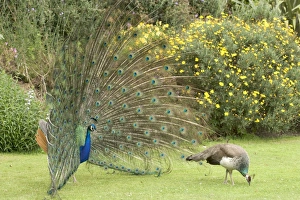 Peacocks / Peafowl - Male displaying to female / Peahen Peacocks / Peafowl - Male displaying to female / Peahen