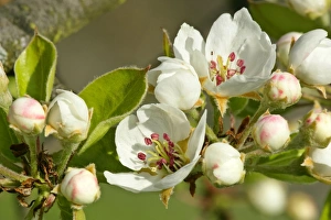 Pear tree blossoms - in full bloom in spring Pear tree blossoms - in full bloom in spring