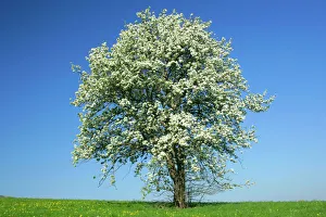 Pear tree - flowering pear tree on a meadow in spring Pear tree - flowering pear tree on a meadow in spring