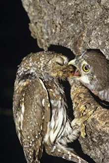 Pearl Spotted Owl - feeding chick - note parent closes eyes when offering food Pearl Spotted Owl - feeding chick - note parent closes eyes when offering food