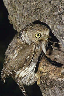 Pearl Spotted Owl - at nest with food in mouth Pearl Spotted Owl - at nest with food in mouth