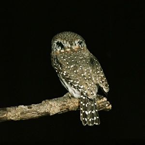 Pearl-spotted OWLET - showing false eye spots Pearl-spotted OWLET - showing false eye spots