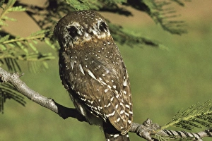 Pearl Spotted Owlet - showing false eyespots Pearl Spotted Owlet - showing false eyespots