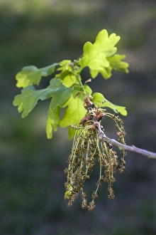 Pedunculate / English Oak Tree - flowering leaves Pedunculate / English Oak Tree - flowering leaves