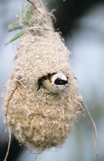 Penduline TIT - Male inspecting newly built nest