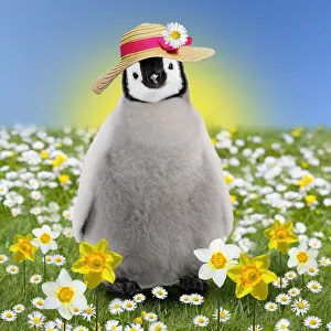 Penguin chick - in spring flowers - daisies and daffodils - wearing easter bonnet Date: 05-04-2005 Penguin chick - in spring flowers - daisies and daffodils - wearing easter bonnet Date: 05-04-2005