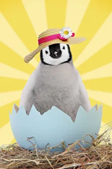 Penguin chick wearing Easter bonnet emerging from egg shell Date: 02-10-2009 Penguin chick wearing Easter bonnet emerging from egg shell Date: 02-10-2009