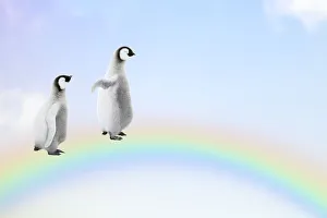 Two Penguin chicks walking, over, a rainbow, Date: 26-10-2018 Two Penguin chicks walking, over, a rainbow, Date: 26-10-2018