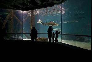 Images Dated 22nd November 2006: People Viewing Aquarium