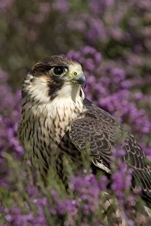 Birds Gallery: Peregrine Falcon