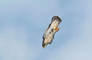 Images Dated 30th September 2009: Peregrine Falcon - adult in flight