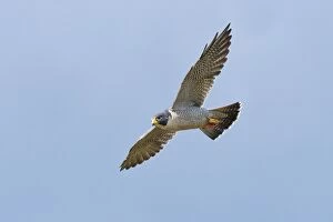 Images Dated 30th September 2009: Peregrine Falcon - adult in flight