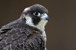 Peregrine Falcon - close-up of single immature bird Peregrine Falcon - close-up of single immature bird