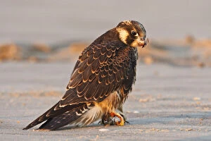 Images Dated 29th November 2010: Peregrine Falcon (Falco peregrinus) juvenile