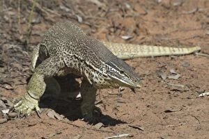 Images Dated 7th April 2004: Perentie Goanna / Perenty Monitor Lizard - Largest Goanna in Australia