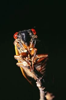 Images Dated 30th April 2004: Periodical Cicada 17 year Hamden, Cincinnati, USA