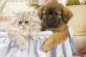 Persian Cat with Tibetan Spaniel puppy Persian Cat with Tibetan Spaniel puppy