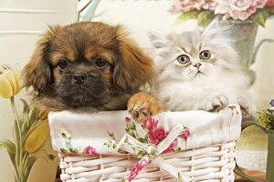 Persian Cat with Tibetan Spaniel puppy in basket Persian Cat with Tibetan Spaniel puppy in basket