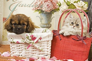 Persian Cat with Tibetan Spaniel puppy in baskets Persian Cat with Tibetan Spaniel puppy in baskets