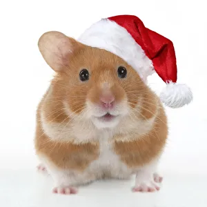 Pet Hamster, looking cute wearing a red Christmas Santa hat Date: 28-03-2021 Pet Hamster, looking cute wearing a red Christmas Santa hat Date: 28-03-2021