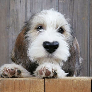 Petit Basset Griffon Vendeen puppy dog with heart shaped nose