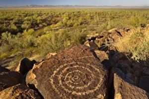 Petroglyphs in desert - ancient Petroglyphs and sonora desert with Saguaro Cacti Petroglyphs in desert - ancient Petroglyphs and sonora desert with Saguaro Cacti