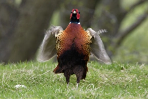 Pheasant - Cock whirring wings after crowing Pheasant - Cock whirring wings after crowing