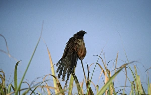 Pheasant COUCAL - sunbathing at dawn in canefields Pheasant COUCAL - sunbathing at dawn in canefields