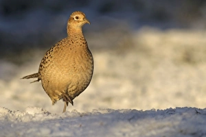 Pheasant - female in late evening sunshine on a winters day - December Pheasant - female in late evening sunshine on a winters day - December