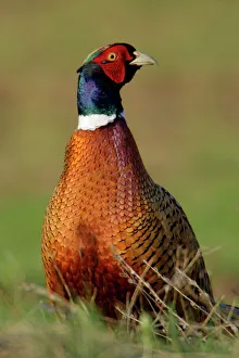 Pheasant - male / cock on fallow land Pheasant - male / cock on fallow land