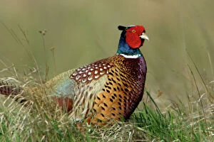 Images Dated 15th April 2006: Pheasant- male / cock on fallow land, Neusiedler See NP, Austria