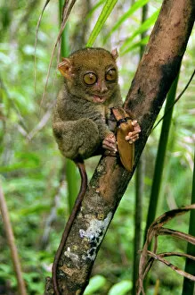 Images Dated 17th January 2008: Philippine Tarsier, adult, about to eat a Giant Malaysian Click Beetle, one of its favourite preys