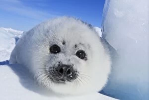 : Seals