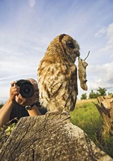 Photographer - photographing Tawny owl