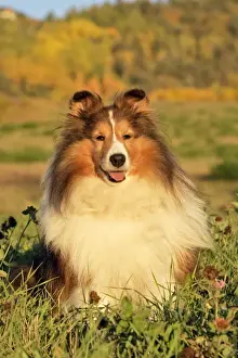 Shetland Sheepdog Print, Autumn Art Prints, Posters