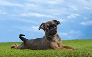 Petit Brabancon / Brussels Griffon Print (6). Art Prints, Posters