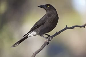 Currawong Collection: Picture No. 10898746