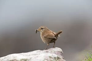 Wren Collection: Picture No. 11067664