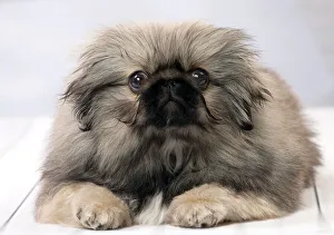 Amazon｜Black Pekingese ペキニーズ 犬柄 印刷 可愛い犬の足跡
