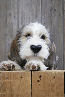 Grand basset griffon vendeen puppy best sale price