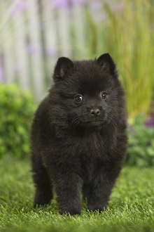 Schipperke (Utility, Dogs Domestic)