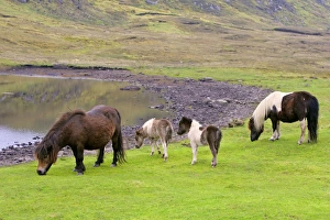 Piebald Shetland Pony - two adults and two foals grazing next to a pond Piebald Shetland Pony - two adults and two foals grazing next to a pond
